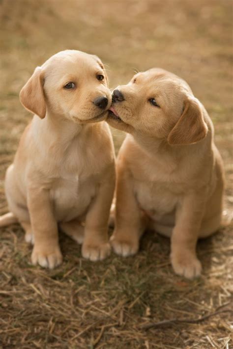 Watching your lab's quality and quantity of food intake from the puppy stage on is very important so he or she can be as healthy as possible and that's why we put together. Dogs have human-like sense of morality, research shows ...