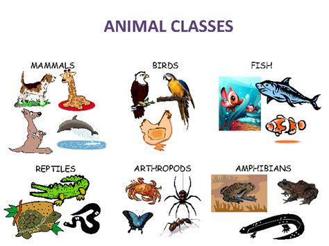 Animal classification is based on an organisms decent from a common ancestor. Animal Classes