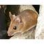 Research Deer Mice Green Pest Services