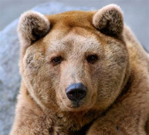 Bear Face Stock Photos Pictures And Royalty Free Images Istock