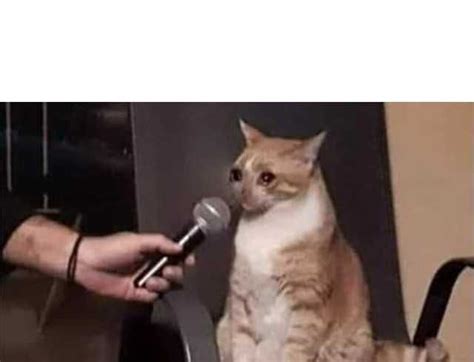 Memes De Gatos Llorando 2020 El Meme De La Mujer Grit Ndole A Un Gato