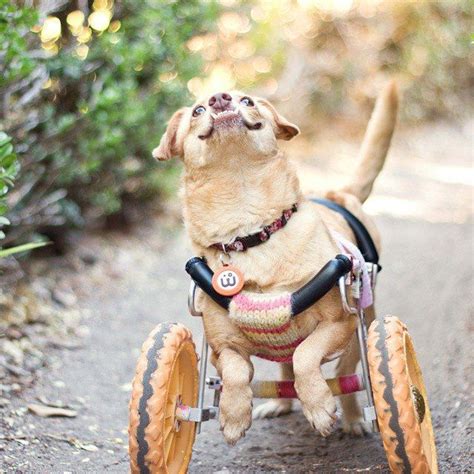 Daisy The Dog With An Underbite And Wheelchair Will Melt Your Heart