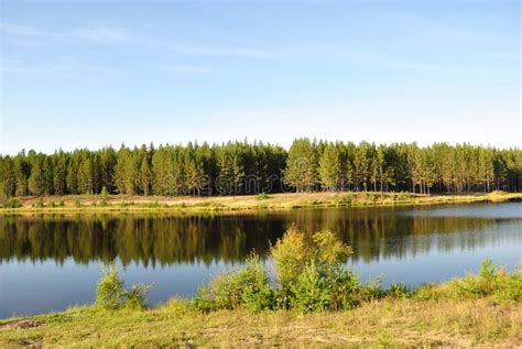 Pine Forest On The Shores Of Lake Stock Photo Image Of Surface Water
