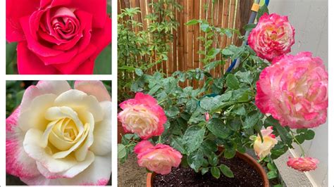 How To Grow Beautiful And Healthy Roses Youtube