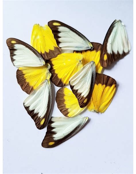 Vlinder Vleugels Geel Wit 10 Stuks Nature Deco