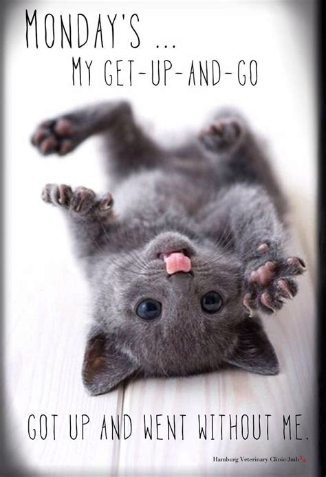 Just a little funny monday. Funny Monday Quotes | Cats and kittens, Cute baby animals ...