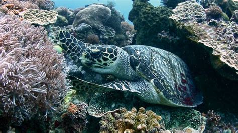Hawksbill Sea Turtle Eating Corals Stock Footage Videohive
