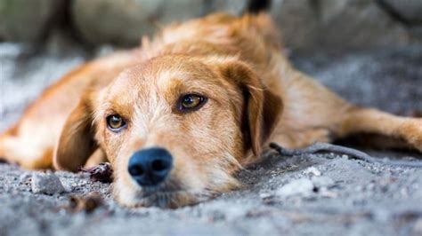 Spread Of Sexually Transmitted Cancer Found In Dogs Tracked Around The