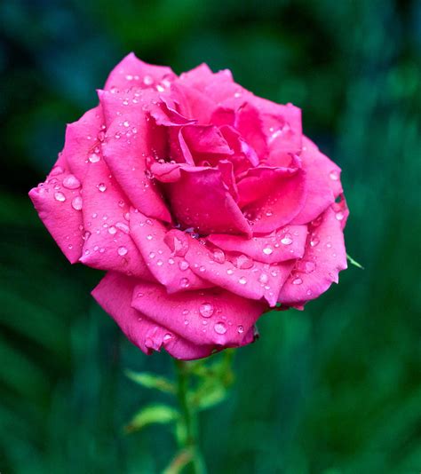 Pink Rose In Bloom Hd Phone Wallpaper Peakpx
