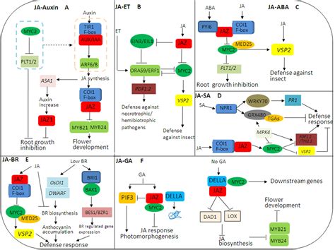 Hormones Végétales Auxine