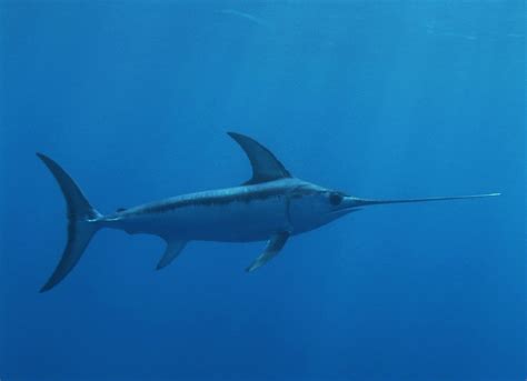 Mediterranean Swordfish On The Verge Of Collapse Wwf Raises The Alarm