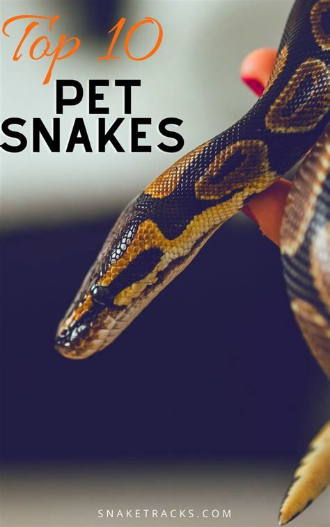 Best Pet Snakes Top 10 In 2022 Pet Snake Snake Pets