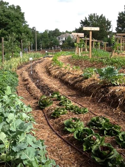 The Urban Vegetable Garden At Gwinnett Tech Center For Urban Agriculture