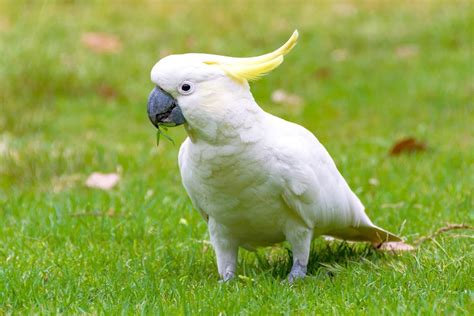 How Much Does A Cockatoo Cost Cockatoo Prices And Expenses