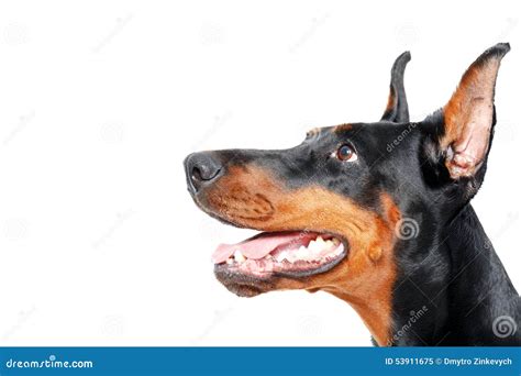 Close Up Sideview Of Dobermann Pinscher Stock Image Image Of Black