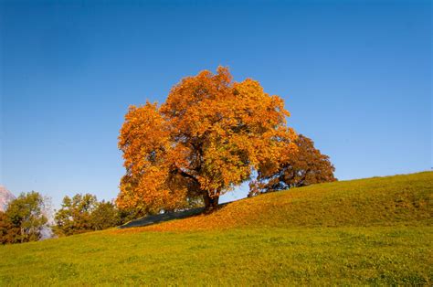 Baum Pracht Herbst Foto And Bild Jahreszeiten Herbst Baum Bilder Auf