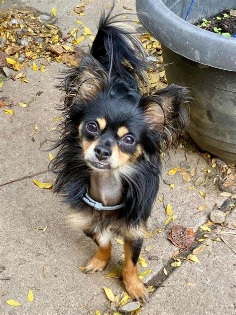 Dog For Adoption Asa A Papillon In Amherst Ny Alpha Paw