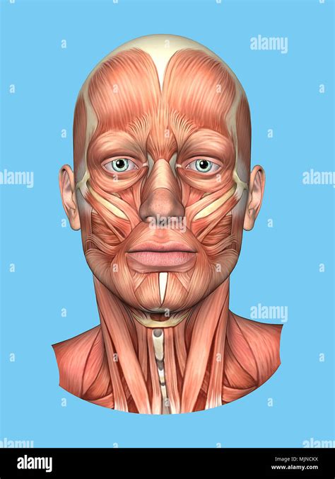 Músculo Cigomático Mayor Fotografías E Imágenes De Alta Resolución Alamy