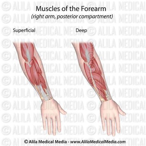 Alila Medical Media Bones Joints And Muscles Images