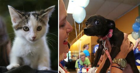 15000 Pets Find New Homes In National Adoption Event Dogtime