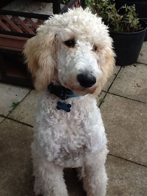 Christopher radko, vietri, mikasa, jan barboglio Lovely 5 month old white standard poodle puppy. | Bedford ...