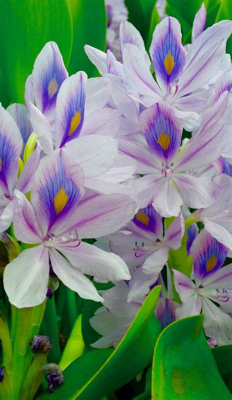 The process is called forcing because the bulbs are tricked into you can begin the cold process anytime in fall. Purple Hyacinth Freshwater Flowers | Rare flowers ...