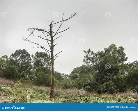 Leafless Tree Stock Photo Image Of Gray Weather Arboretum 50387598