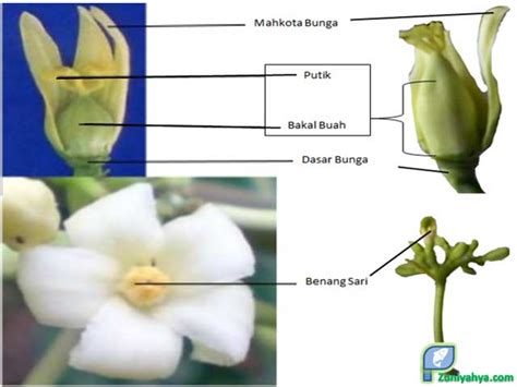 Detail Gambar Dan Bagian Bagian Bunga Pepaya Koleksi Nomer 1