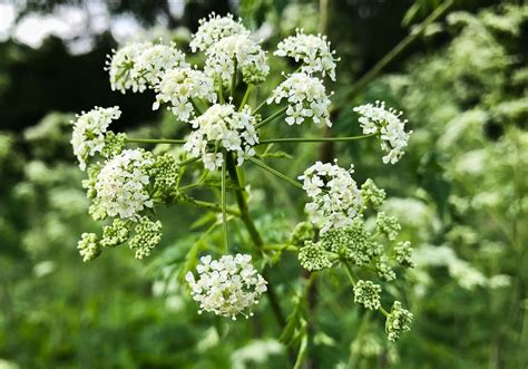 Pennsylvania pests: Deadly poison hemlock re-emerging; officials on ...