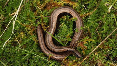 Slow Worm Facts Trees For Life