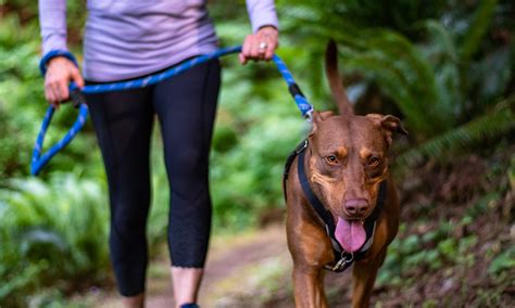 Health Benefits Of Walks With Your Dog