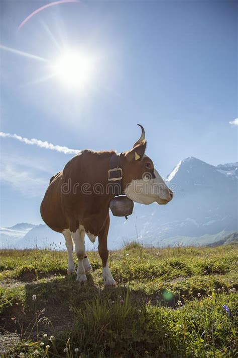 Beautiful Idyllic Alpine Landscape With Swisss Cow Alps Mountains