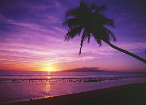Hawaii Maui Olowalu Palm Tree Silhouette At Sunset Lanai In The