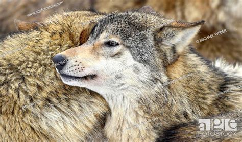 Eastern Wolf Eastern Timber Wolf Canis Lupus Lycaon In Winter Coat