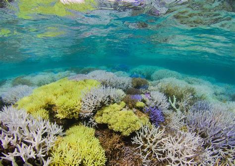 17 Mind Blowing Facts About New Caledonia Barrier Reef