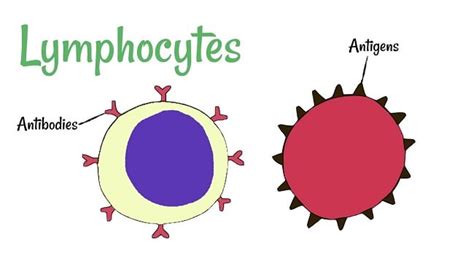 Lymphocytes Types And Functions
