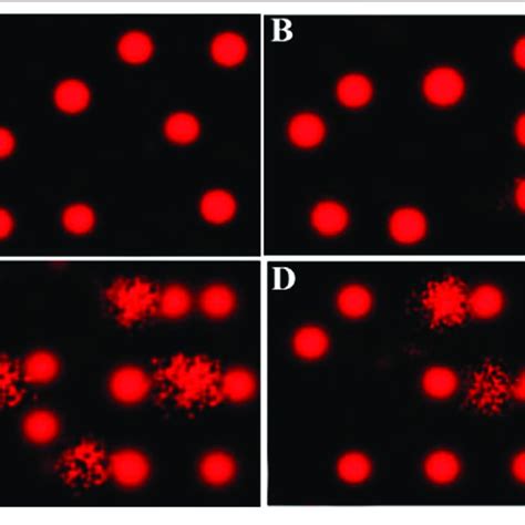 Comet Assay For Evaluation Of Heart Tissue DNA Damage A D Control