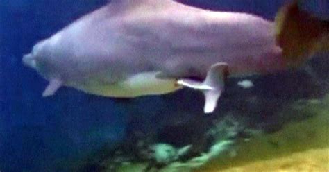 Dolphin Birth Caught On Tape Cbs News