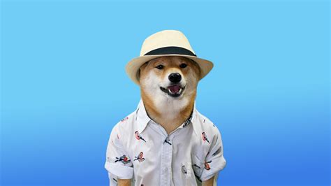 Animal Meme Wallpapers Top Free Animal Meme Backgrounds Wallpaperaccess
