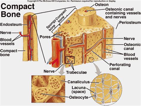 This layer can be divided into two layers: osteocytes | Anatomy and physiology, Human anatomy and ...