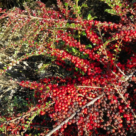 Bright red berries in the gardens | Red berries, Berries ...