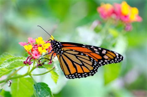 Monarch Butterfly Pollinating A Flower Stock Photo Image Of Fauna