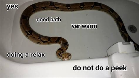 Changed His Mind Quickly Snek Know Your Meme