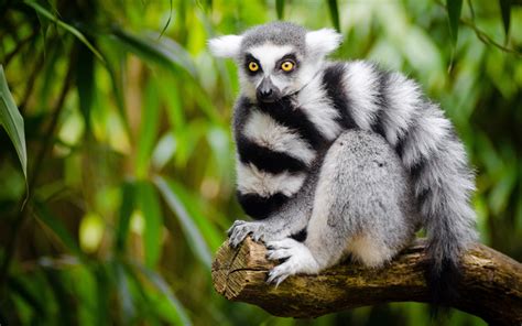 Descargar Fondos De Pantalla Lemur De Madagascar El Bosque Los