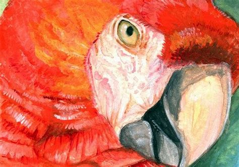 Scarlet Macaw Face 85x11 Signed Watercolor Art Print Etsy