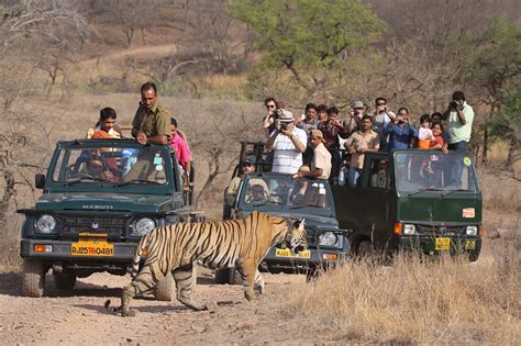 Wildlife Conservation Efforts In India Routeprints