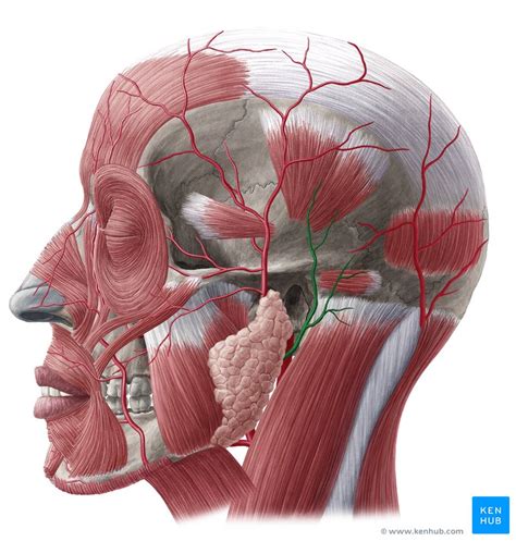 Posterior Auricular Artery Anatomy Branches Supply Kenhub