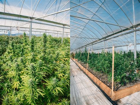 Cannabis Greenhouse Experience At Ba Botanicals