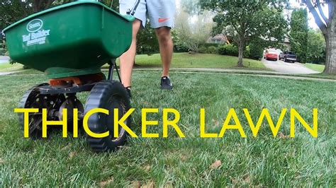How To Overseed A Lawn Fall Rehab Step 3 Youtube