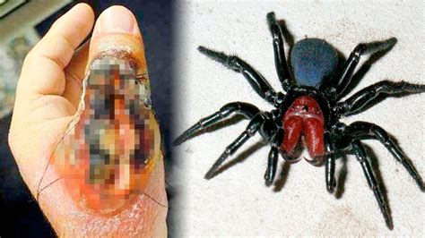 15 Most Dangerous Spiders In The World Youtube